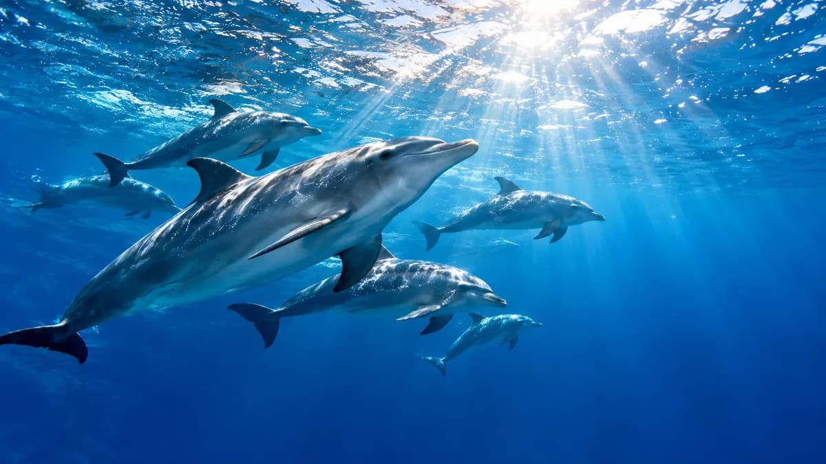 Dolphins swimming in the Red Sea