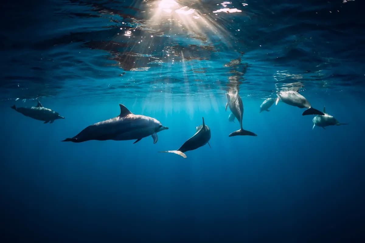 Dauphins nageant en mer Rouge