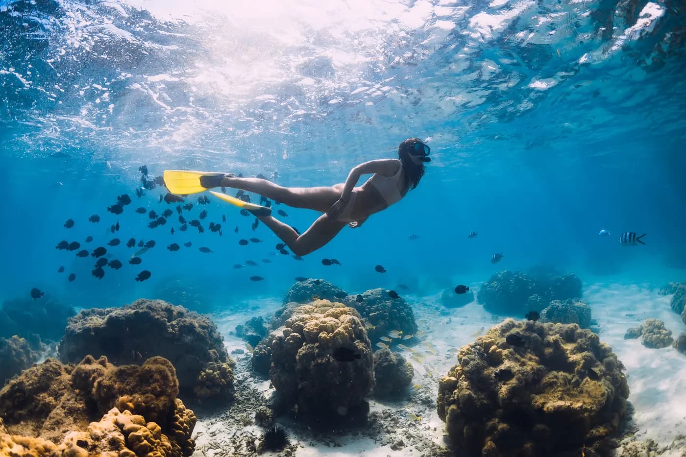 Personne en snorkeling parmi des poissons au-dessus d’un récif de la mer Rouge